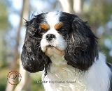 Cavalier King Charles Spaniel 9P032D-091